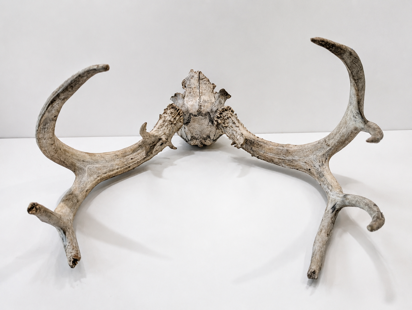 Whitetail Deer Antler Skull European Mount Natural Taxidermy Cabin Lodge Wall Decor