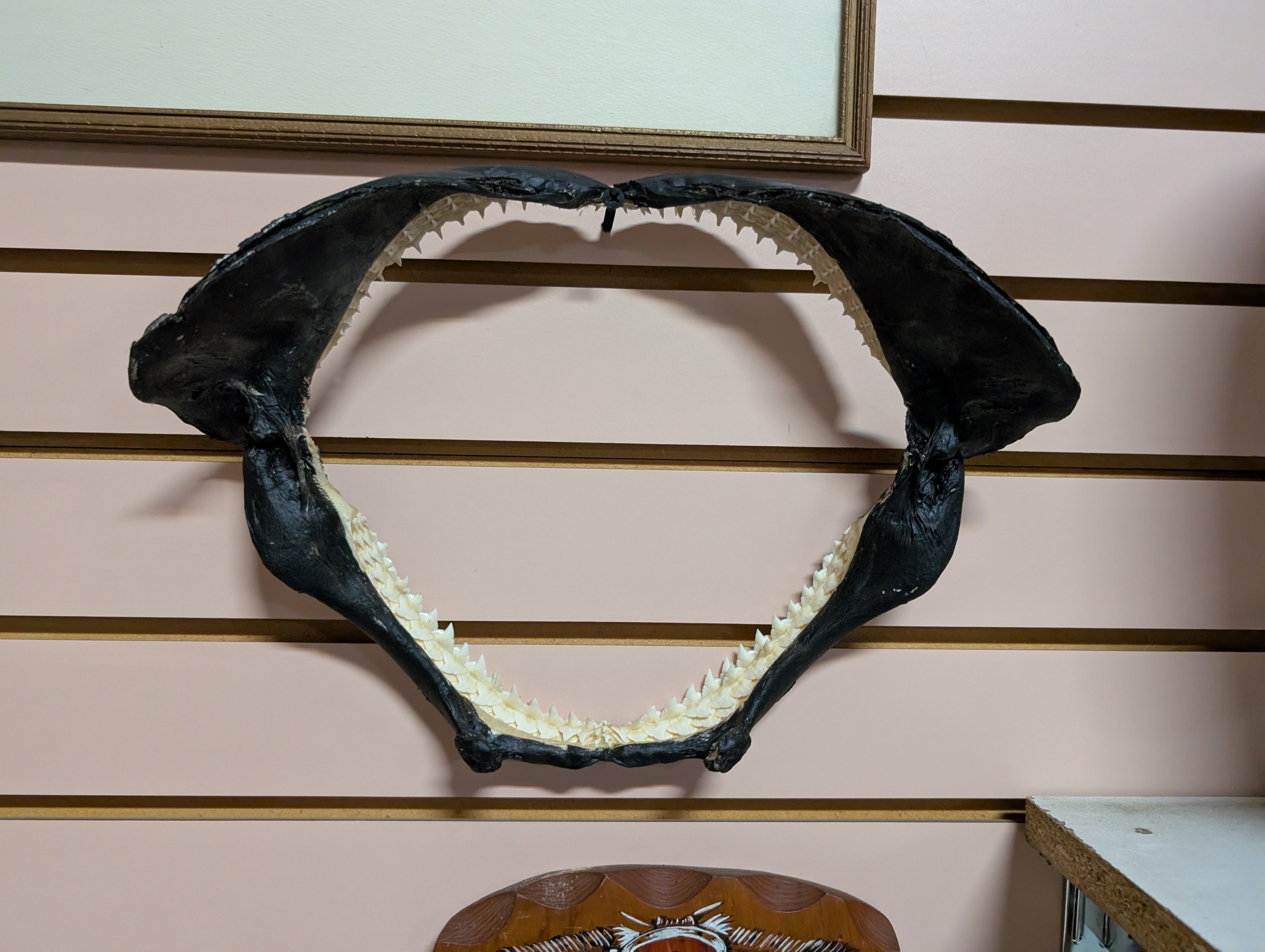 Large Real Shark Jaw Bone Display Taxidermy Style Wall Decor Natural Teeth