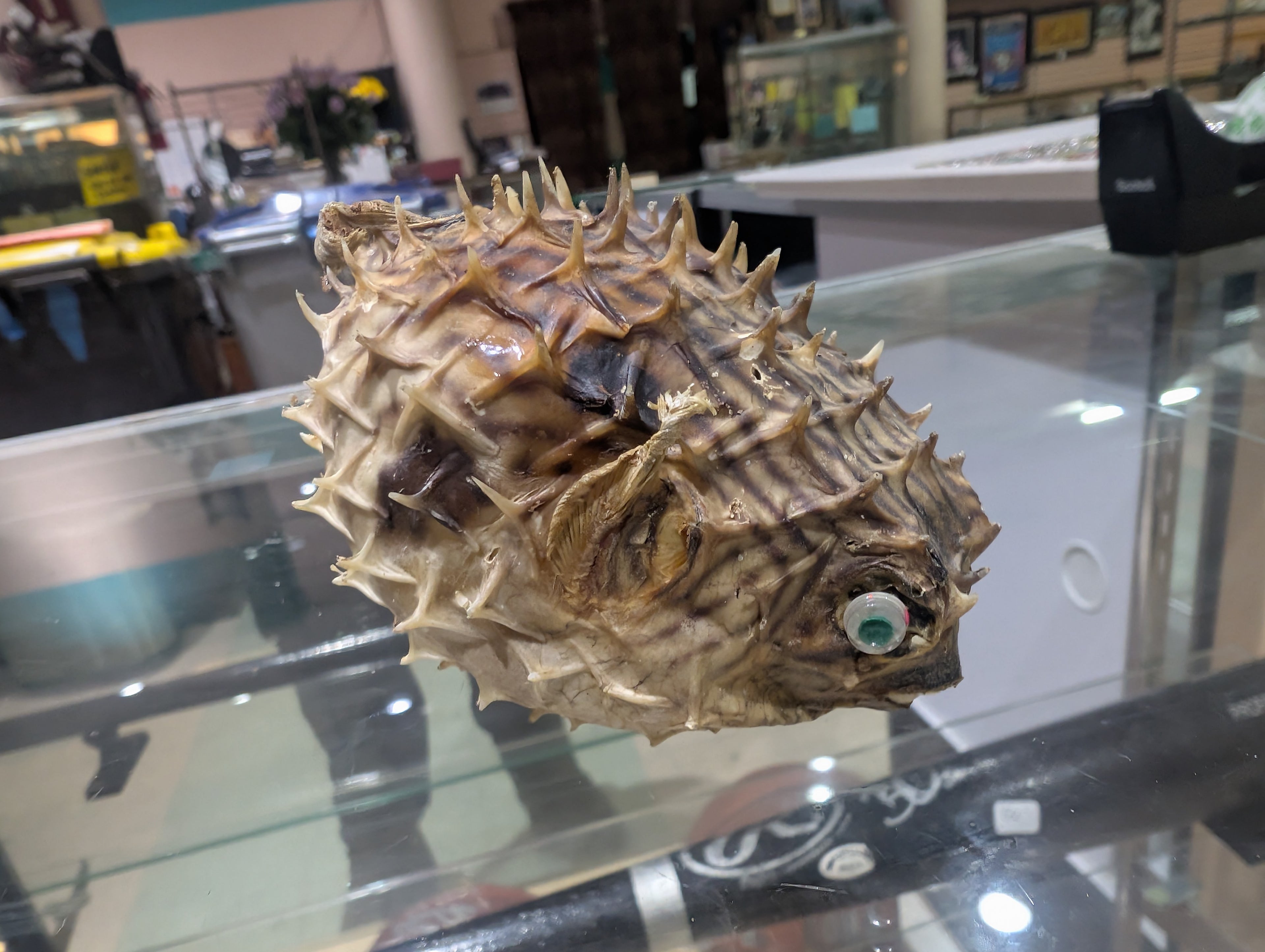 Vintage Dried Puffer Fish Taxidermy Nautical Curio Spiked Display Specimen