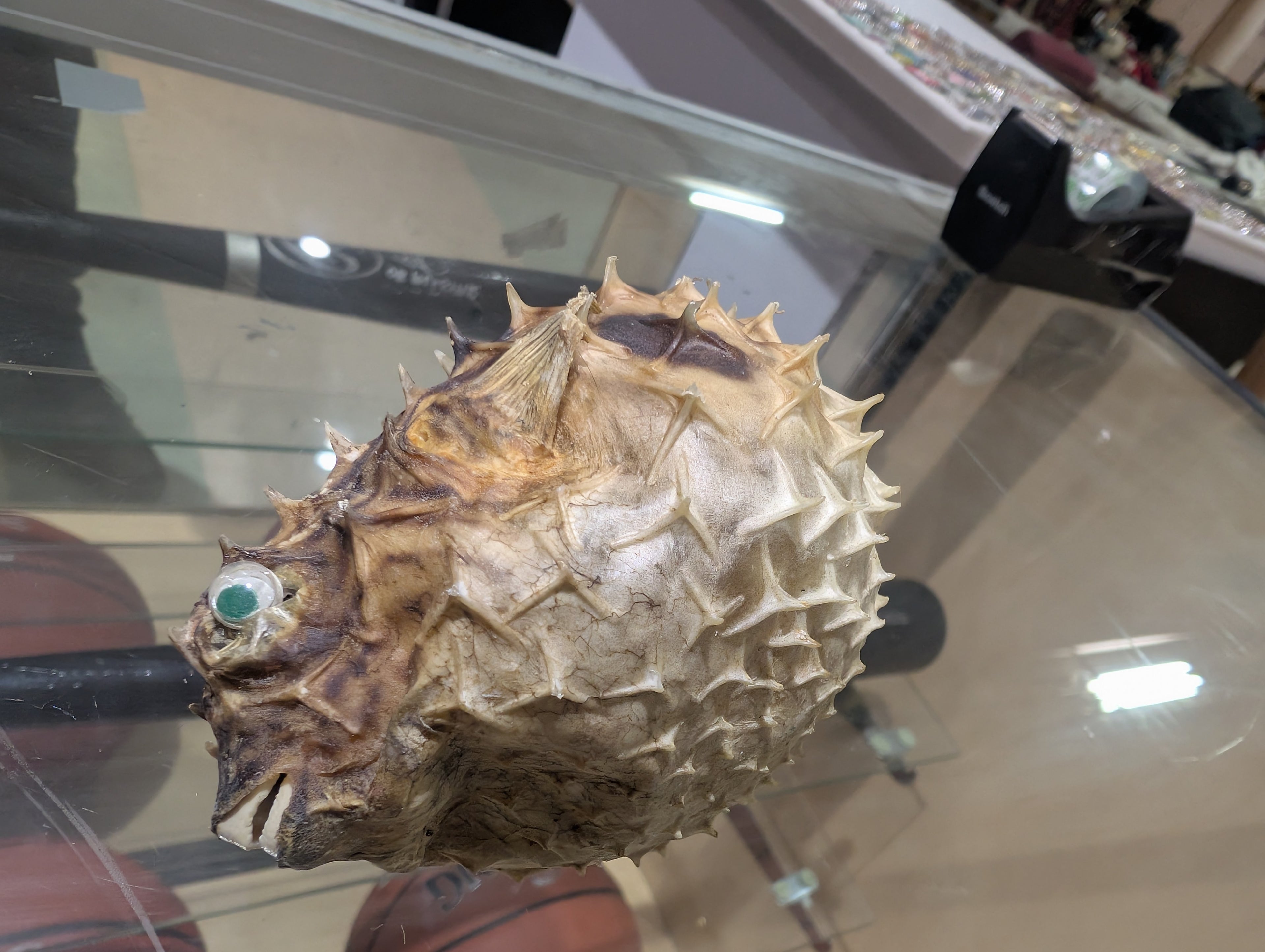 Vintage Dried Puffer Fish Taxidermy Nautical Curio Spiked Display Specimen