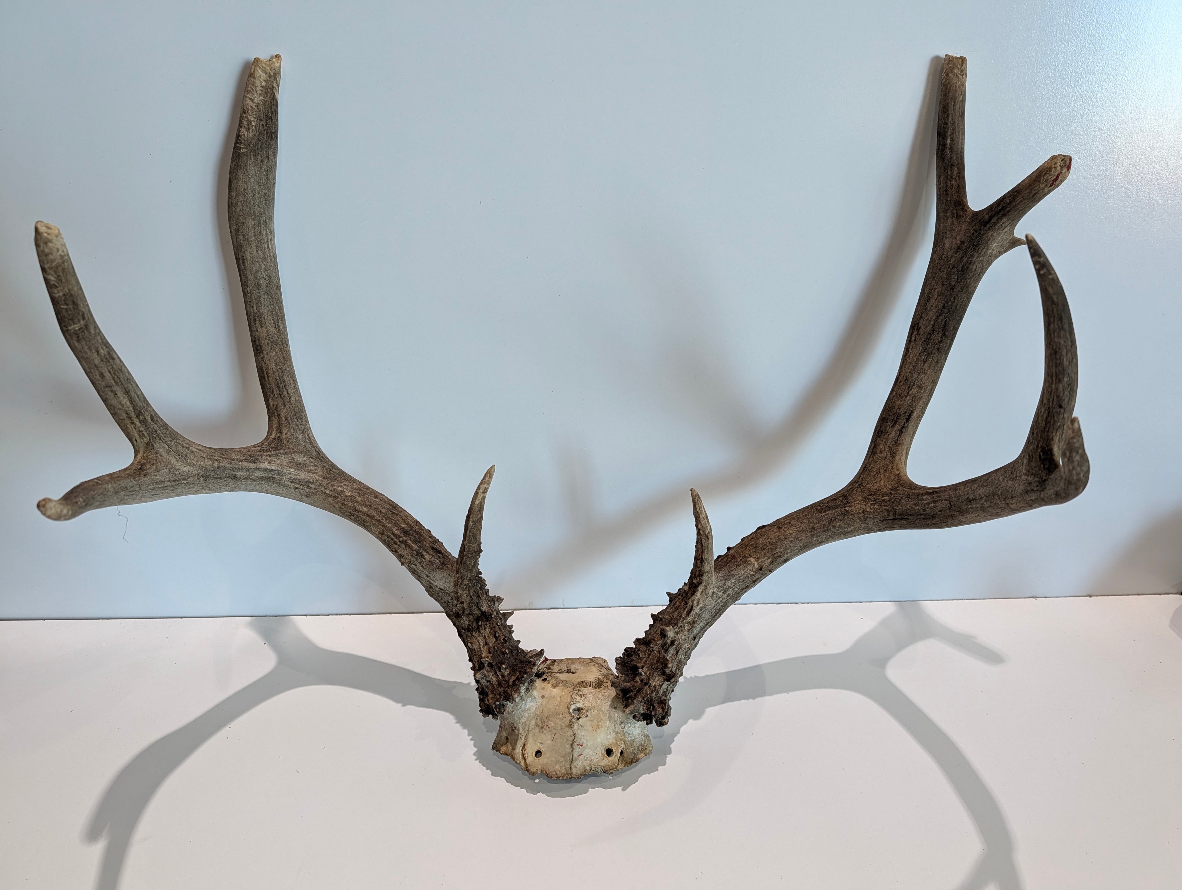 Vintage Deer Antler Mount (European Mount Skull Plate)