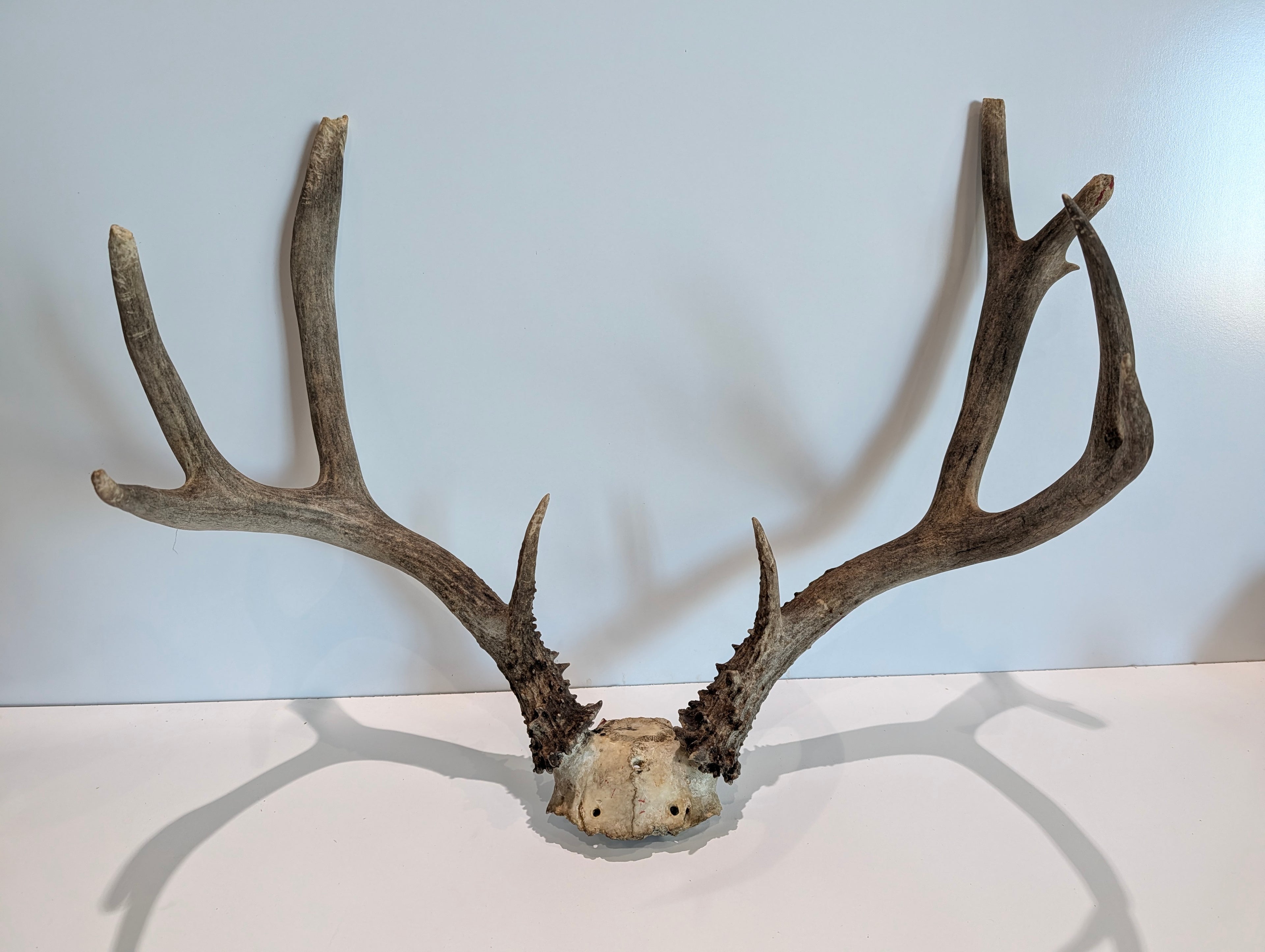Vintage Deer Antler Mount (European Mount Skull Plate)