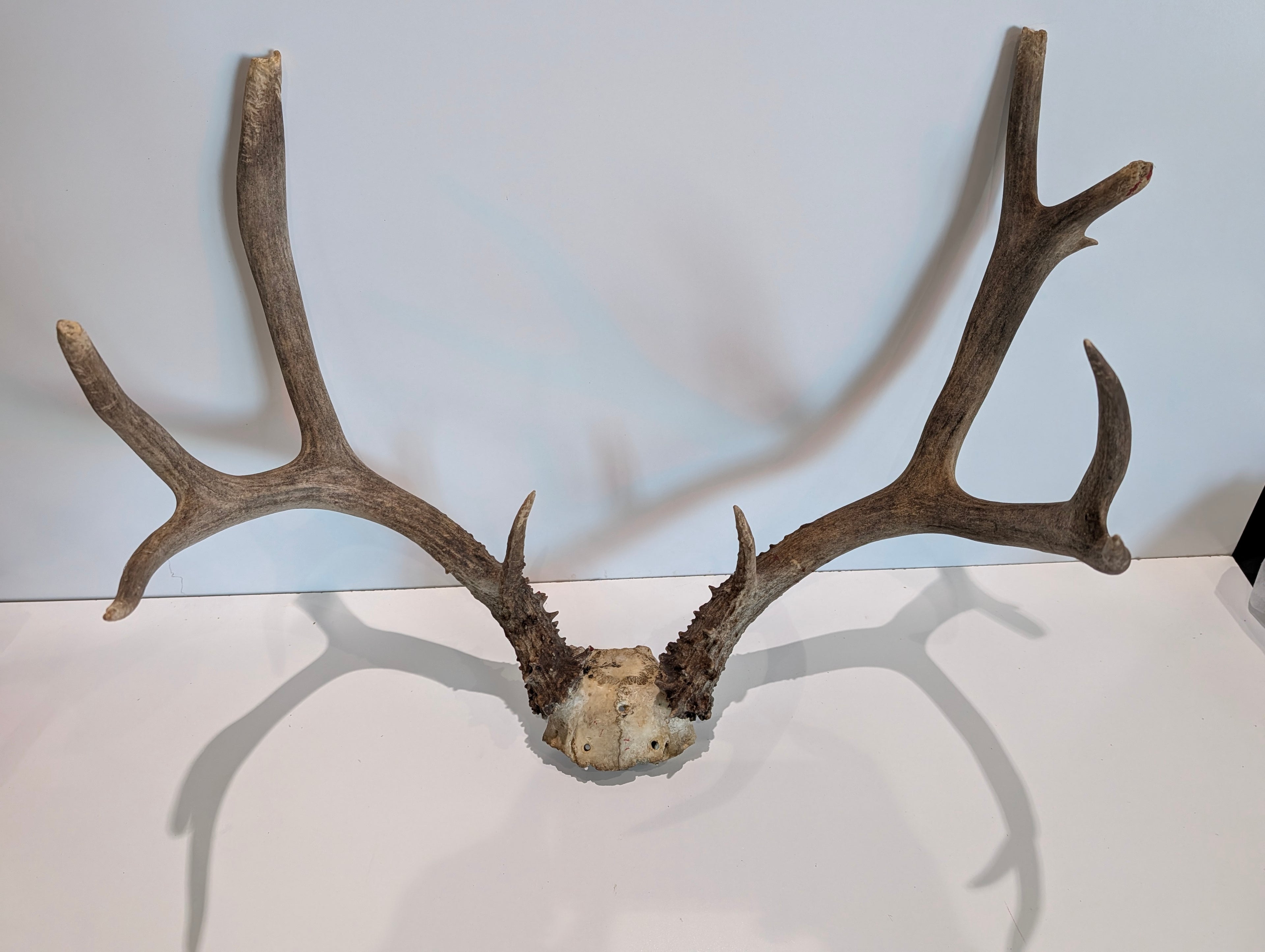 Vintage Deer Antler Mount (European Mount Skull Plate)