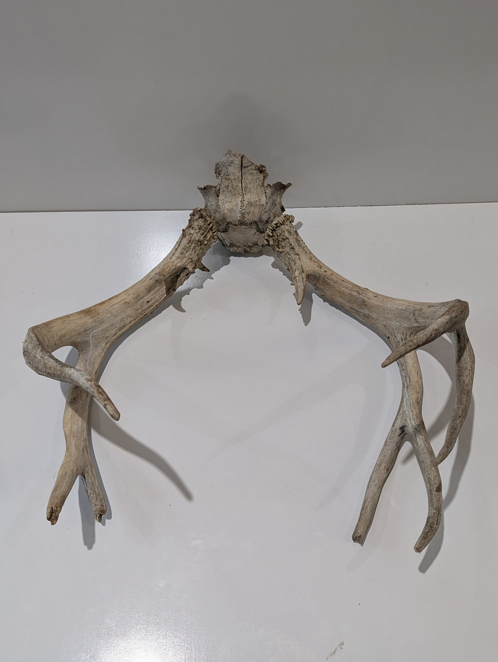 Whitetail Deer Antler Skull European Mount Natural Taxidermy Cabin Lodge Wall Decor