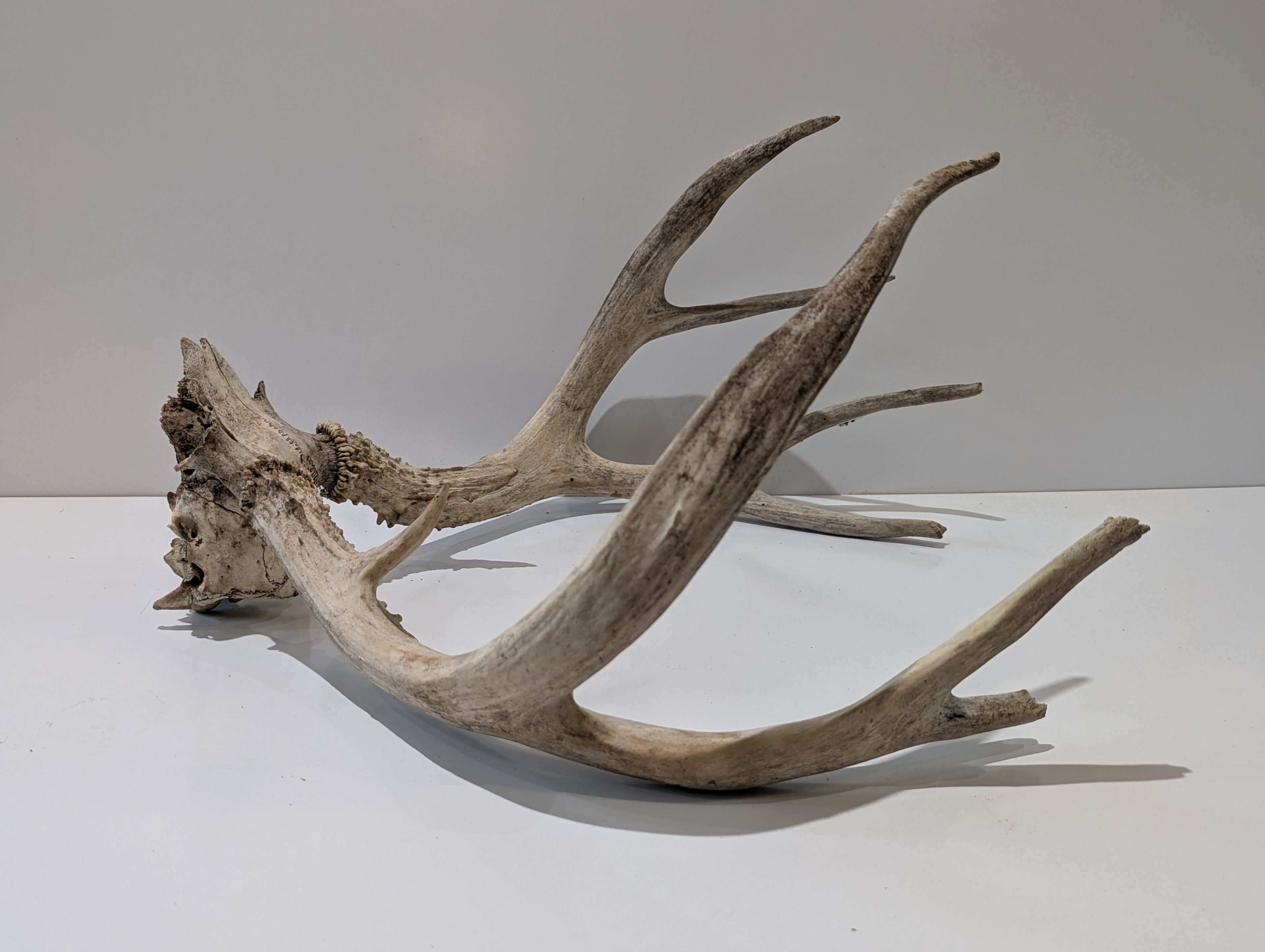 Whitetail Deer Antler Skull European Mount Natural Taxidermy Cabin Lodge Wall Decor