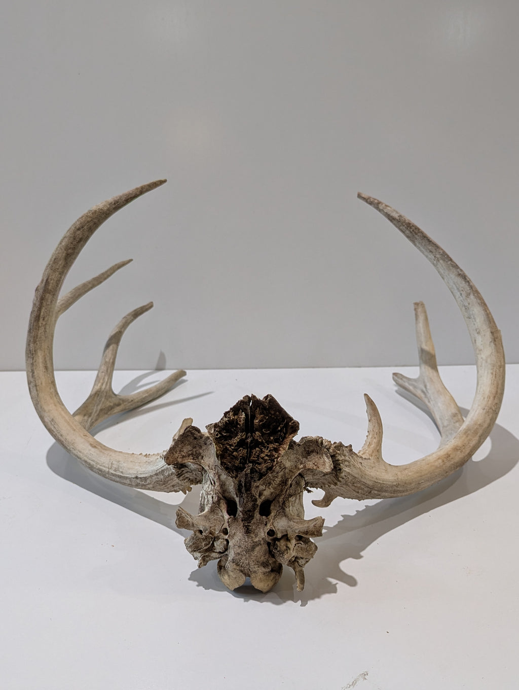 Whitetail Deer Antler Skull European Mount Natural Taxidermy Cabin Lodge Wall Decor