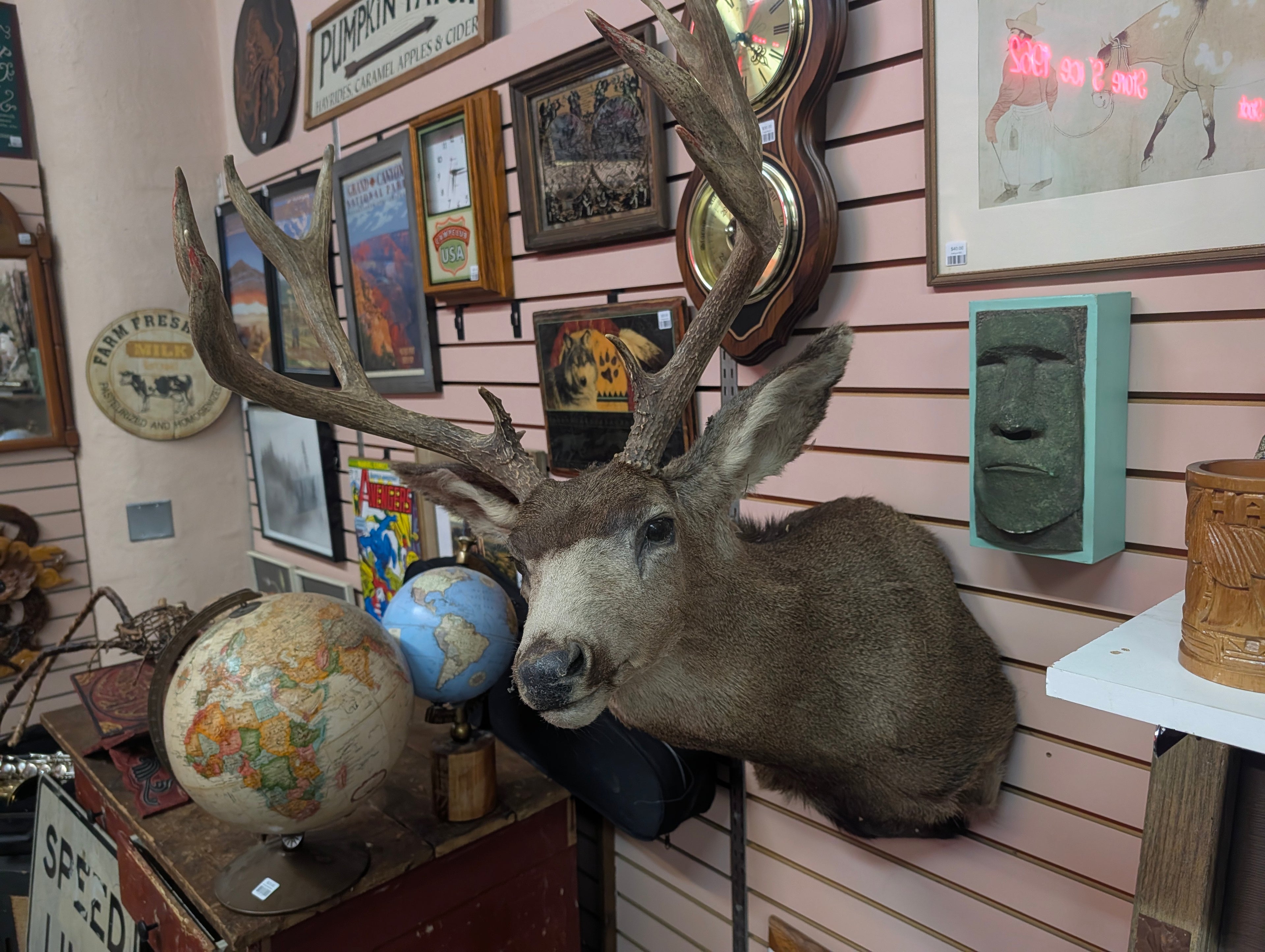 Vintage Mule Deer Shoulder Mount Large Taxidermy Buck Wall Display Trophy
