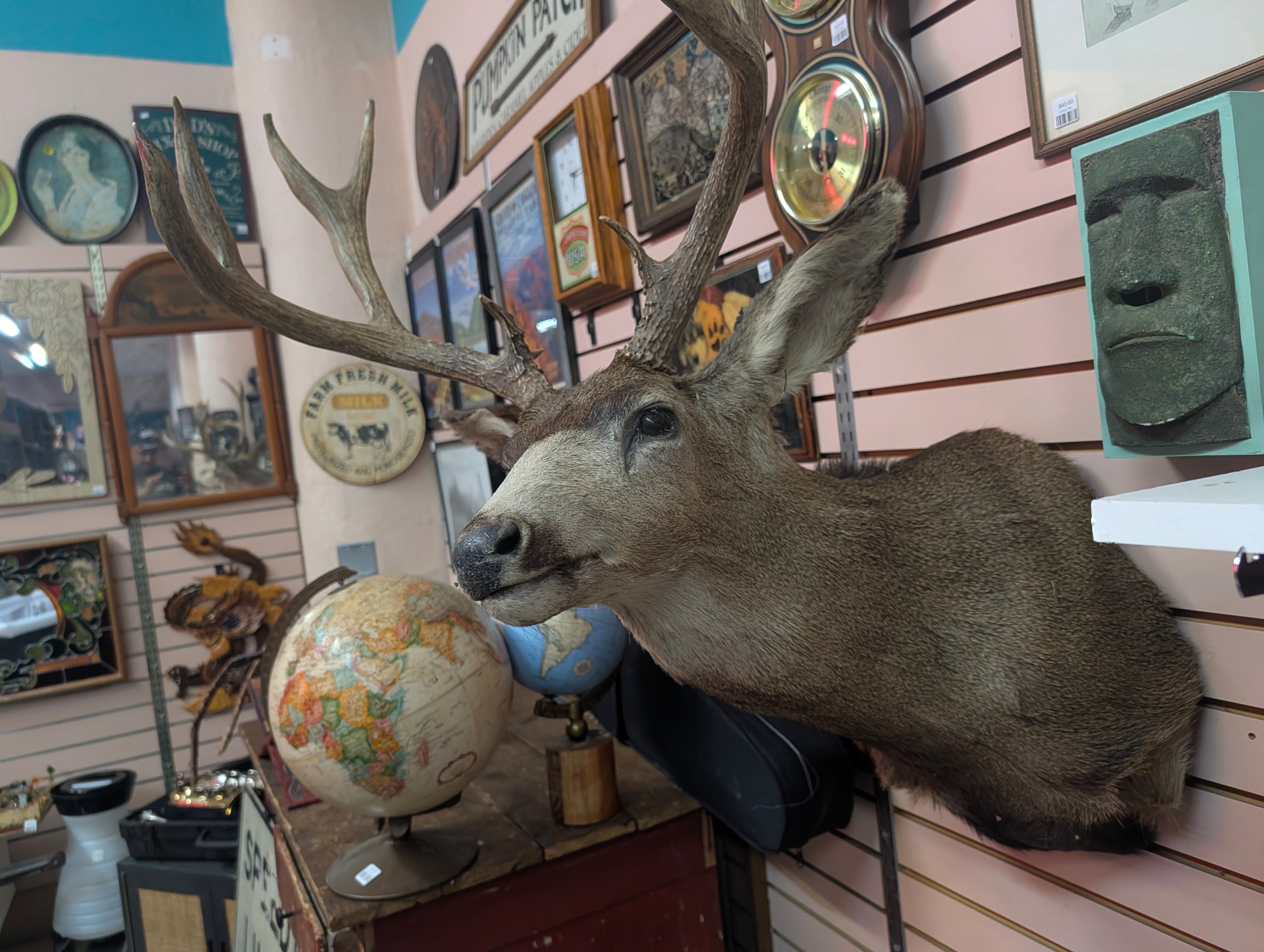 Vintage Mule Deer Shoulder Mount Large Taxidermy Buck Wall Display Trophy