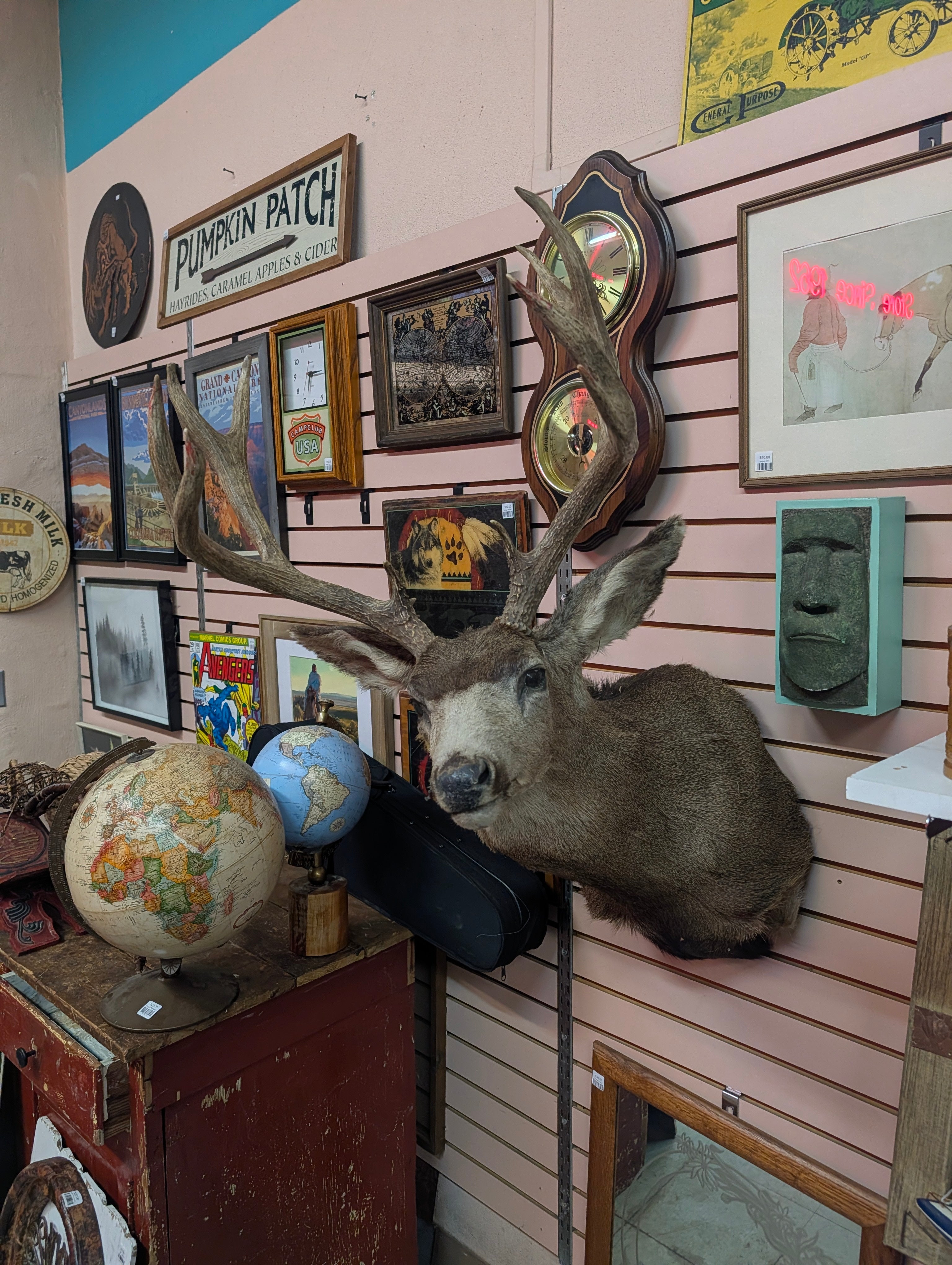 Vintage Mule Deer Shoulder Mount Large Taxidermy Buck Wall Display Trophy