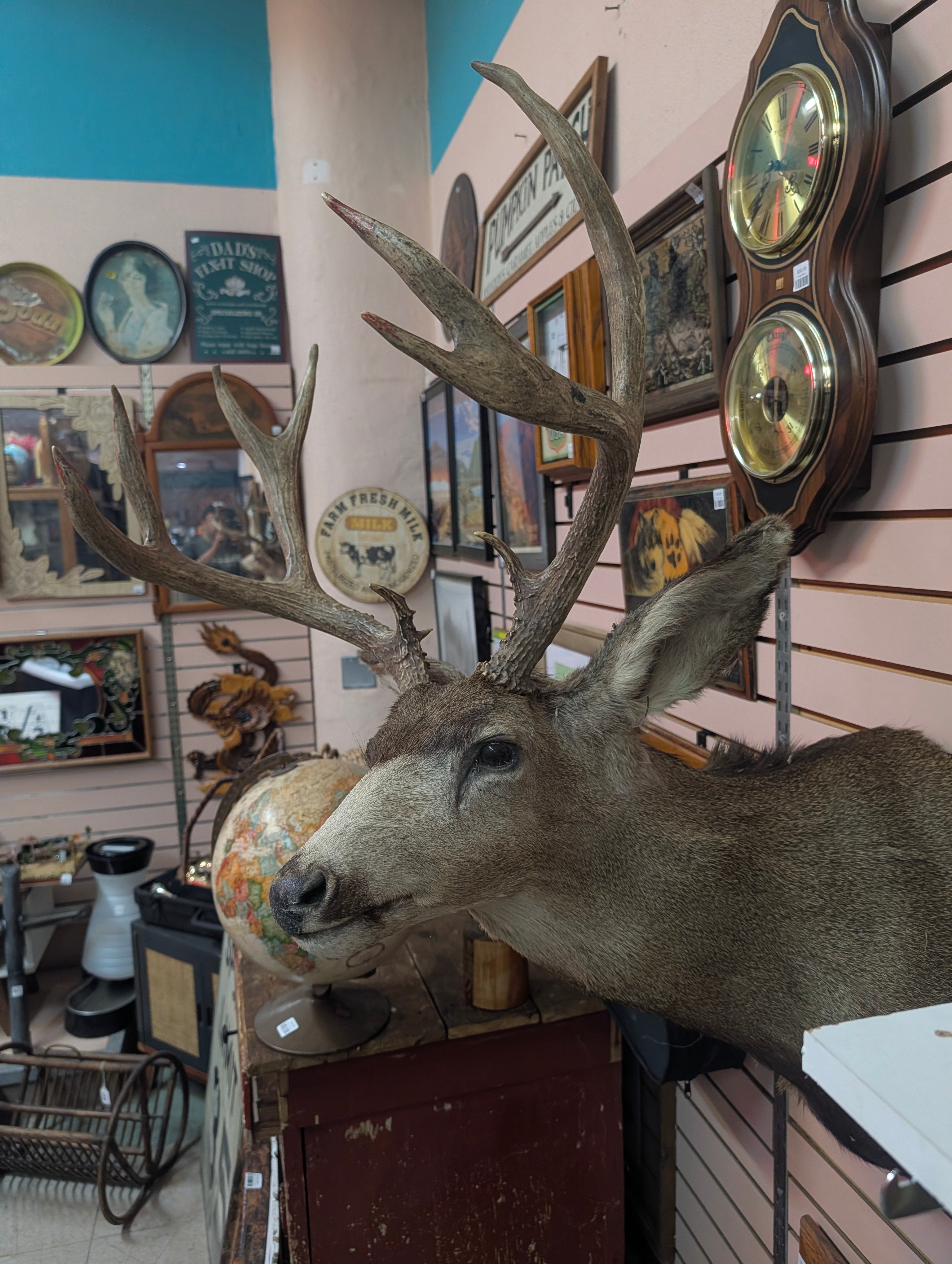 Vintage Mule Deer Shoulder Mount Large Taxidermy Buck Wall Display Trophy