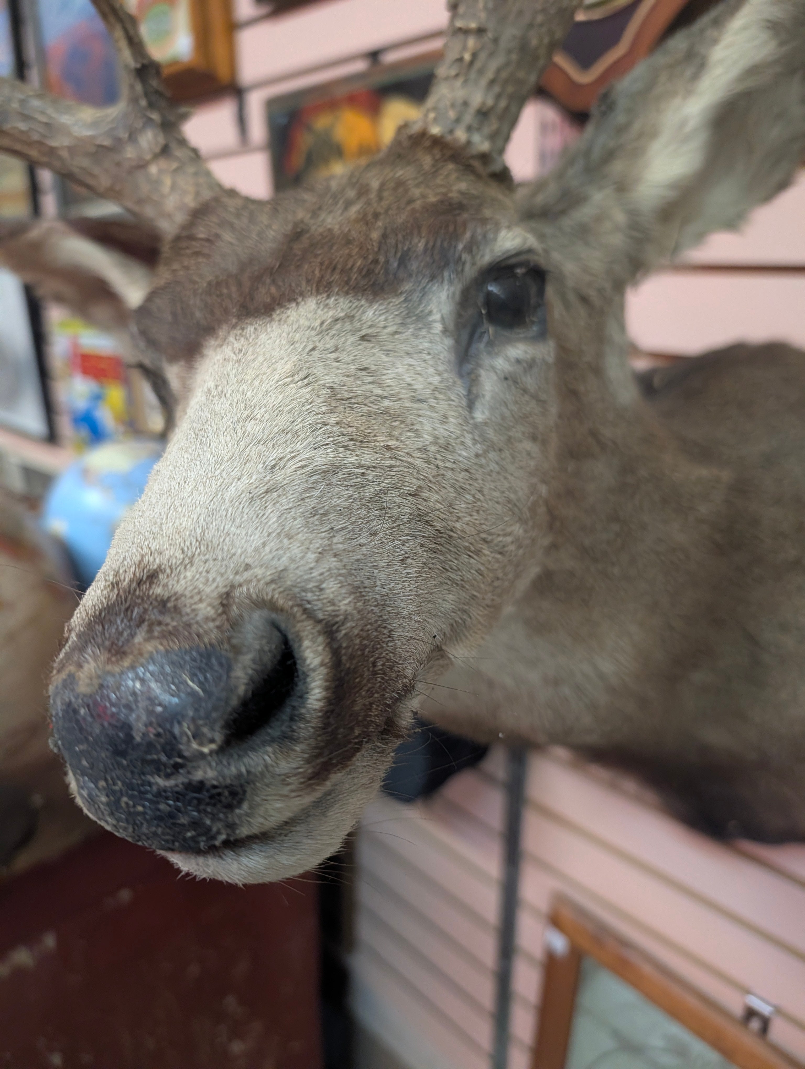 Vintage Mule Deer Shoulder Mount Large Taxidermy Buck Wall Display Trophy